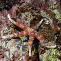 Gomophia watsoni (Watson's Sea Star)