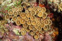 Palythoa heliodiscus (Sunray Zoanthid)
