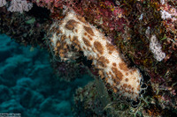 Pearsonothuria graeffei (Blackspotted Sea Cucumber)
