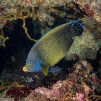 Pomacanthus semicirculatus (Semicircle Angelfish)