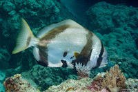 Platax batavianus (Batavia Spadefish)