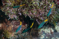 Neopomacentrus azysron (Yellowtail Demoiselle)