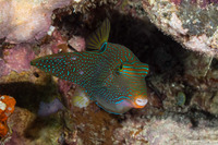 Canthigaster papua (Papuan Toby)