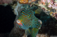 Canthigaster papua (Papuan Toby)