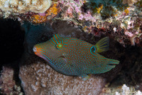 Canthigaster papua (Papuan Toby)