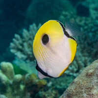 Chaetodon unimaculatus (Teardrop Butterflyfish)