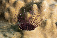 Echinostrephus aciculatus (Needle-Spined Urchin)