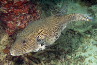 Arothron mappa (Map Puffer)