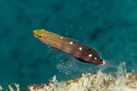 Koumansetta rainfordi (Old Glory)