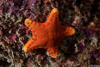 Anchitosia queenslandensis (Queensland Biscuit Star)