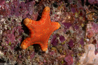 Anchitosia queenslandensis (Queensland Biscuit Star)