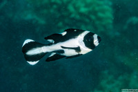 Macolor niger (Black Snapper)