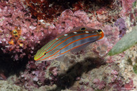 Koumansetta rainfordi (Old Glory)