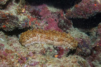 Thelenota anax (Amberfish Sea Cucumber)