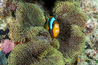Stichodactyla mertensii (Merten's Carpet Anemone)