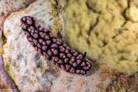 Phyllidiella pustulosa (Pustulose Phyllidia)