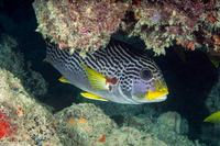 Plectorhinchus lineatus (Diagonal-Banded Sweetlips)