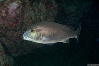 Diagramma pictum (Silver Sweetlips)