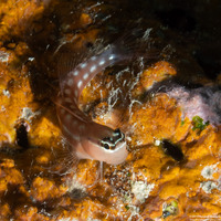 Ecsenius australianus (Australian Coralblenny)
