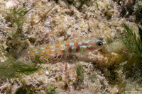 Eviota guttata (Whitestriped Dwarfgoby)