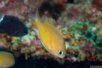 Chromis lepidolepis (Scaly Chromis)