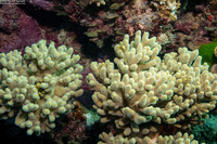 Sinularia sp.1 (Leather Coral)