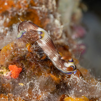 Nembrotha lineolata (Lined Nembrotha)