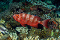 Heteropriacanthus cruentatus (Glasseye)