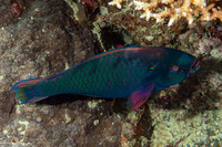 Scarus niger (Dusky Parrotfish)
