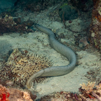 Aipysurus laevis (Olive Sea Snake)