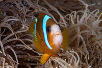 Amphiprion akindynos (Barrier Reef Anemonefish)