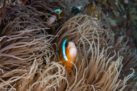 Amphiprion akindynos (Barrier Reef Anemonefish)