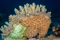 Aplidium sp.3 (Aplidium sp.3)