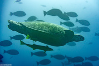 Chelonia mydas (Green Sea Turtle)