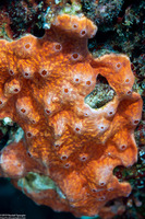 Didemnum sp.10 (Didemnum sp.10)