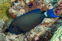 Acanthurus blochii (Ringtail Surgeonfish)