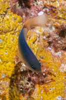 Chrysiptera caesifrons (Duskyback Damsel)