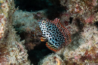 Macropharyngodon meleagris (Leopard Wrasse)