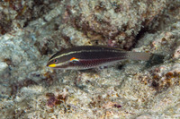 Stethojulis bandanensis (Redshoulder Wrasse)