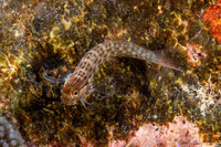Ecsenius yaeyamaensis (Yaeyama Coralblenny)