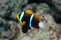 Amphiprion chrysopterus (Orangefin Anemonefish)