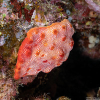 Didemnum sp.5 (Didemnum sp.5)