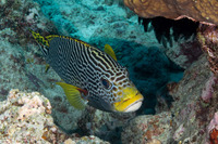 Plectorhinchus lineatus (Diagonal-Banded Sweetlips)