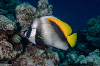 Heniochus singularius (Singular Bannerfish)