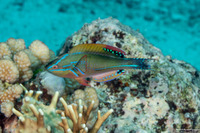 Cirrhilabrus exquisitus (Exquisite Fairy Wrasse)