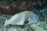 Plectorhinchus albovittatus (Giant Sweetlips)