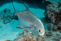 Trachinotus blochii (Snubnose Pompano)