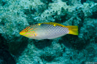 Halichoeres hortulanus (Checkerboard Wrasse)
