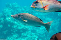 Lethrinus olivaceus (Longface Emperor)