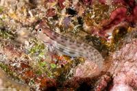 Ecsenius yaeyamaensis (Yaeyama Coralblenny)
